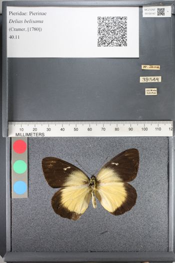 Media type: image;   Entomology 130147